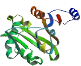 N-Acetyltransferase 6 (NAT6)