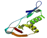 N-Acetyltransferase 8 (NAT8)