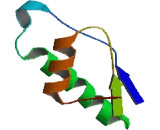 N-Acetyltransferase 8B (NAT8B)