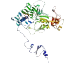 N-Acylsphingosine Amidohydrolase 2C (ASAH2C)