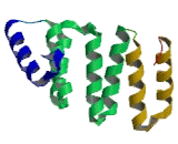 N-Alpha-Acetyltransferase 25 (NAA25)