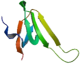 N-Alpha-Acetyltransferase 38 (NAA38)