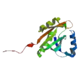 N-Alpha-Acetyltransferase 50 (NaA50)