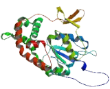 N-Deacetylase/N-Sulfotransferase 2 (NDST2)