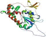 N-Deacetylase/N-Sulfotransferase 4 (NDST4)