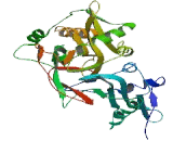 N-Myristoyltransferase 2 (NMT2)