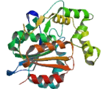 N-myc Downstream Regulated Gene 1 (NDRG1)