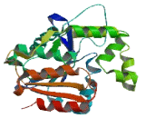 N-myc Downstream Regulated Gene 2 (NDRG2)