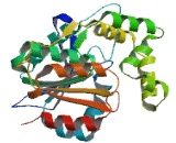 N-myc Downstream Regulated Gene 4 (NDRG4)