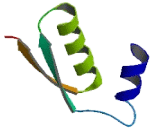 NAD Dependent Steroid Dehydrogenase Like Protein (NSDHL)