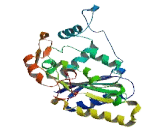 NADH Dehydrogenase, Quinone 1 (NQO1)