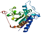 NADH Dehydrogenase, Quinone 2 (NQO2)