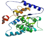 NADH Dehydrogenase 2 (ND2)