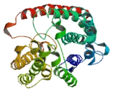 NADH Dehydrogenase 4 (ND4)