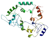 NADH Dehydrogenase 5 (ND5)