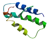 NADH Dehydrogenase Ubiquinone 1 Alpha Subcomplex 11 (NDUFa11)