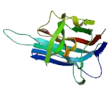 NADH Dehydrogenase Ubiquinone 1 Alpha Subcomplex Assembly Factor 1 (NDUFaF1)