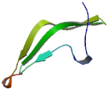 NADH Dehydrogenase Ubiquinone 1 Beta Subcomplex 10 (NDUFb10)