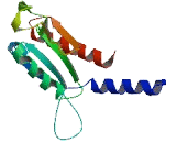 NADH Dehydrogenase Ubiquinone 1 Beta Subcomplex 9 (NDUFb9)