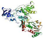 NADH Dehydrogenase Ubiquinone Fe-S Protein 1 (NDUFS1)