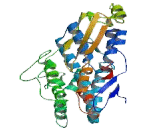 NADH Dehydrogenase Ubiquinone Fe-S Protein 2 (NDUFS2)