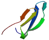 NADH Dehydrogenase Ubiquinone Fe-S Protein 6 (NDUFS6)