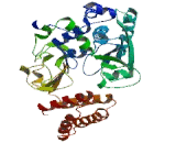 NADH Dehydrogenase Ubiquinone Flavoprotein 1 (NDUFV1)