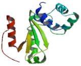 NADH Dehydrogenase Ubiquinone Flavoprotein 2 (NDUFV2)