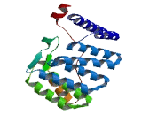 NADPH Oxidase Activator 1 (NOXA1)