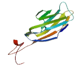 NFAT Activating Protein With ITAM Motif 1 (NFAM1)