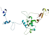 NHS Like Protein 2 (NHSL2)