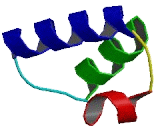 NK1 Homeobox Protein 2 (NKX1-2)