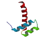 NK2 Homeobox Protein 2 (NKX2-2)