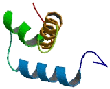 NK2 Homeobox Protein 3 (NKX2-3)