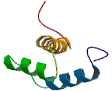 NK2 Homeobox Protein 4 (NKX2-4)