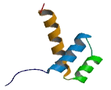 NK2 Homeobox Protein 8 (NKX2-8)