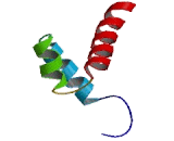 NK3 Homeobox Protein 1 (NKX3-1)