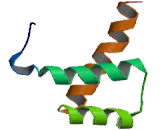 NK3 Homeobox Protein 2 (NKX3-2)