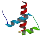 NK6 Homeobox Protein 2 (NKX6-2)