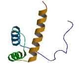 NK6 Homeobox Protein 3 (NKX6-3)