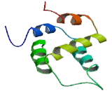 NLR Family, Pyrin Domain Containing Protein 1 (NLRP1)