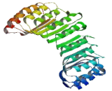 NLR Family, Pyrin Domain Containing Protein 12 (NLRP12)