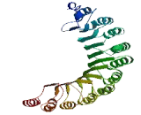 NLR Family, Pyrin Domain Containing Protein 13 (NLRP13)