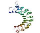 NLR Family, Pyrin Domain Containing Protein 2 (NLRP2)