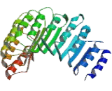 NLR Family, Pyrin Domain Containing Protein 3 (NLRP3)