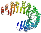 NLR Family, Pyrin Domain Containing Protein 5 (NLRP5)