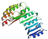 NLR Family, Pyrin Domain Containing Protein 8 (NLRP8)