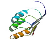 NLR Family, Pyrin Domain Containing Protein 9 (NLRP9)