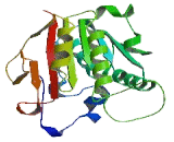 NOP2/Sun Domain Family, Member 5 (NSUN5)