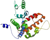 NOP56 Ribonucleoprotein Homolog (NOP56)